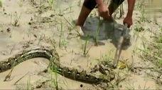 鸭王国语完整版在线观看,一场欢乐的奇幻冒险之旅  第1张