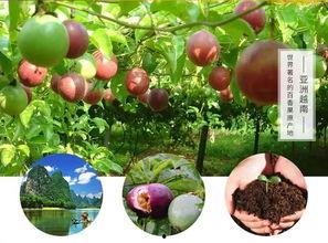 顾客爆料百香果视频,揭秘百香果视频背后的惊人真相！  第2张